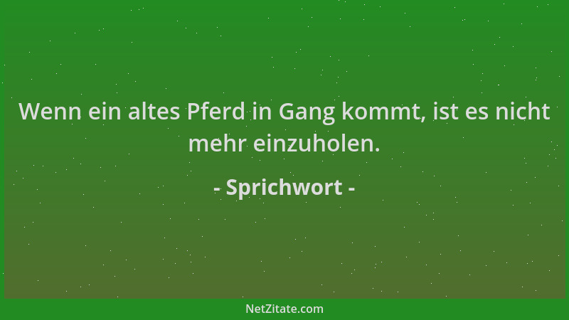 Sprichwort - Wenn ein altes Pferd in Gang kommt, ist es nicht mehr einzuholen....