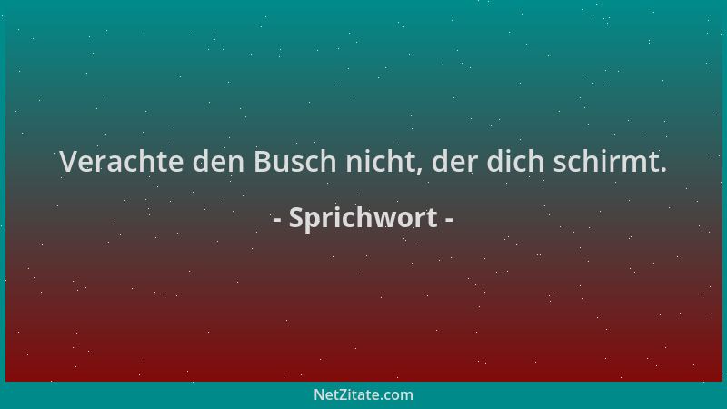 Sprichwort - Verachte den Busch nicht, der dich schirmt....