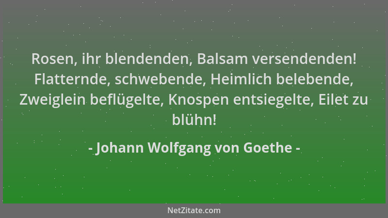 Johann Wolfgang von Goethe - Rosen, ihr blendenden, Balsam versendenden! Flatternde, schwebende, Heimlich belebende, Zweigl...