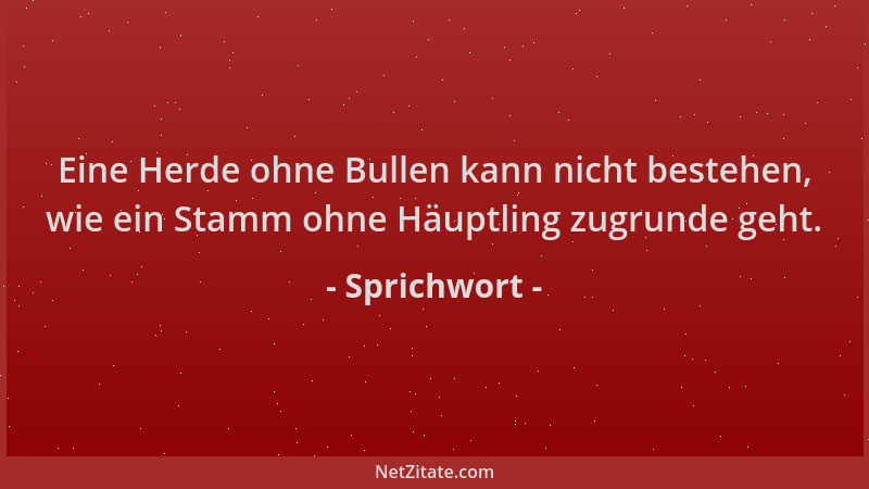 Sprichwort - Eine Herde ohne Bullen kann nicht bestehen, wie ein Stamm ohne Häuptling zugrunde geht....