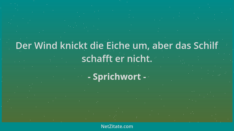 Sprichwort - Der Wind knickt die Eiche um, aber das Schilf schafft er nicht....