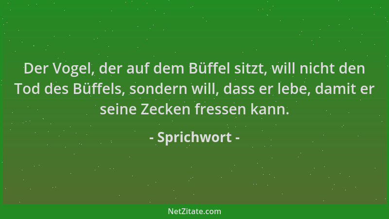 Sprichwort - Der Vogel, der auf dem Büffel sitzt, will nicht den Tod des Büffels, sondern will, dass er lebe, damit er sein...