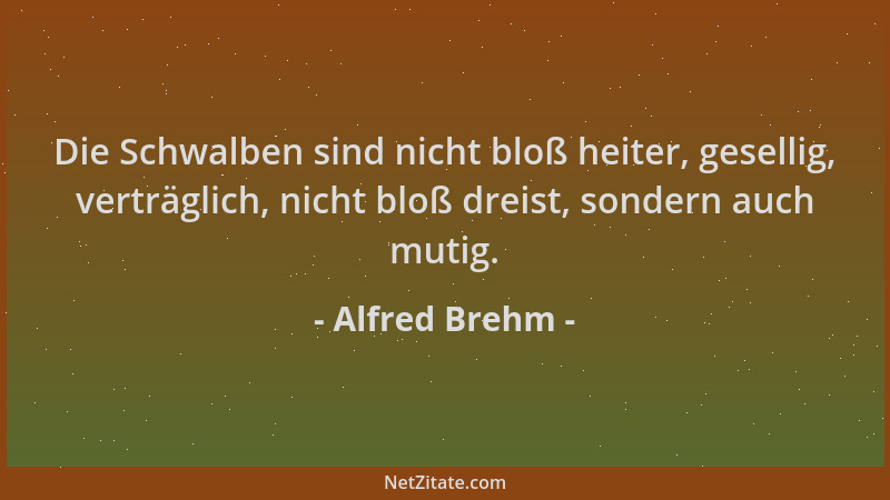 Alfred Brehm - Die Schwalben sind nicht bloß heiter, gesellig, verträglich, nicht bloß dreist, sondern auch mutig....