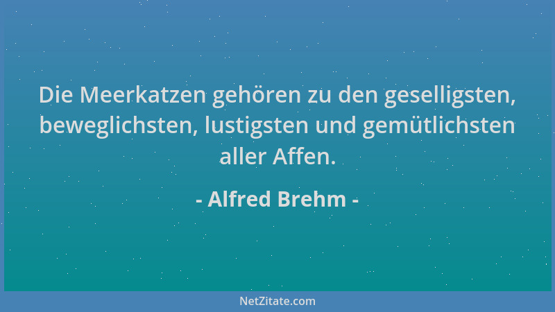 Alfred Brehm - Die Meerkatzen gehören zu den geselligsten, beweglichsten, lustigsten und gemütlichsten aller Affen....