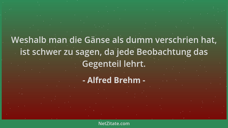 Alfred Brehm - Weshalb man die Gänse als dumm verschrien hat, ist schwer zu sagen, da jede Beobachtung das Gegenteil lehrt....