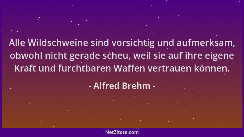 Alfred Brehm - Alle Wildschweine sind vorsichtig und aufmerksam, obwohl nicht gerade scheu, weil sie auf ihre eigene Kraft...