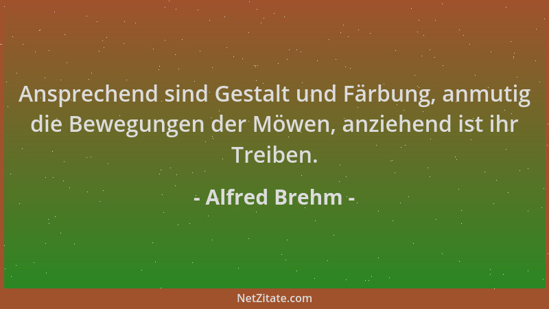 Alfred Brehm - Ansprechend sind Gestalt und Färbung, anmutig die Bewegungen der Möwen, anziehend ist ihr Treiben....