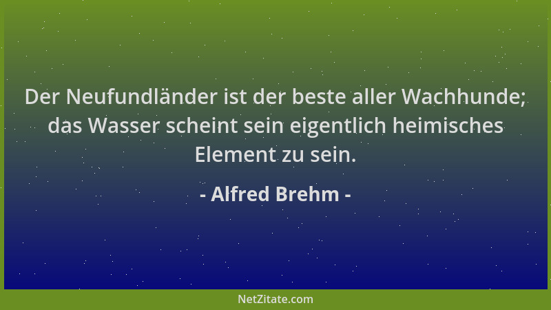 Alfred Brehm - Der Neufundländer ist der beste aller Wachhunde; das Wasser scheint sein eigentlich heimisches Element zu se...