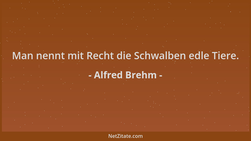 Alfred Brehm - Man nennt mit Recht die Schwalben edle Tiere....