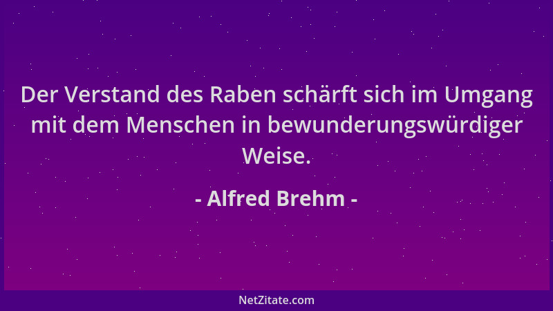 Alfred Brehm - Der Verstand des Raben schärft sich im Umgang mit dem Menschen in bewunderungswürdiger Weise....