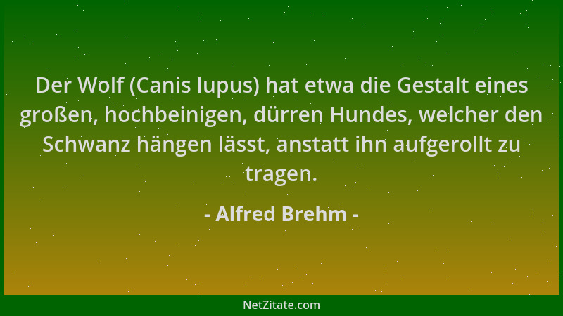 Alfred Brehm - Der Wolf (Canis lupus) hat etwa die Gestalt eines großen, hochbeinigen, dürren Hundes, welcher den Schwanz h...