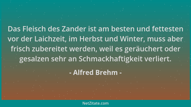 Alfred Brehm - Das Fleisch des Zander ist am besten und fettesten vor der Laichzeit, im Herbst und Winter, muss aber frisch...