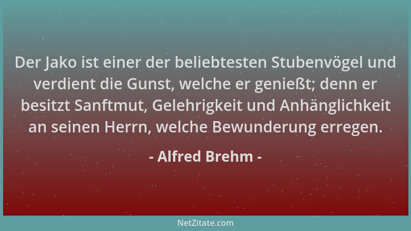 Alfred Brehm - Der Jako ist einer der beliebtesten Stubenvögel und verdient die Gunst, welche er genießt; denn er besitzt S...