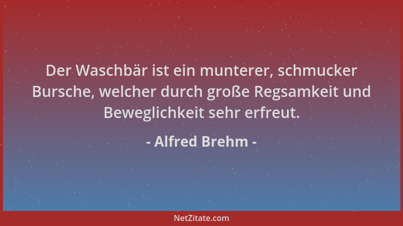 Alfred Brehm - Der Waschbär ist ein munterer, schmucker Bursche, welcher durch große Regsamkeit und Beweglichkeit sehr erfr...