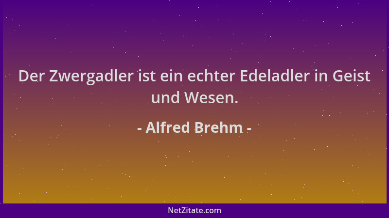 Alfred Brehm - Der Zwergadler ist ein echter Edeladler in Geist und Wesen....
