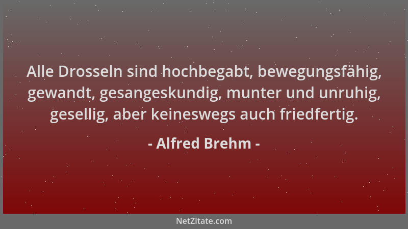 Alfred Brehm - Alle Drosseln sind hochbegabt, bewegungsfähig, gewandt, gesangeskundig, munter und unruhig, gesellig, aber k...