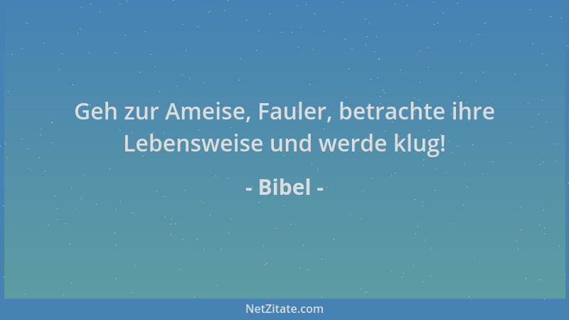 Bibel - Geh zur Ameise, Fauler, betrachte ihre Lebensweise und werde klug!...