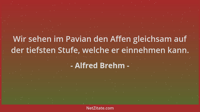 Alfred Brehm - Wir sehen im Pavian den Affen gleichsam auf der tiefsten Stufe, welche er einnehmen kann....