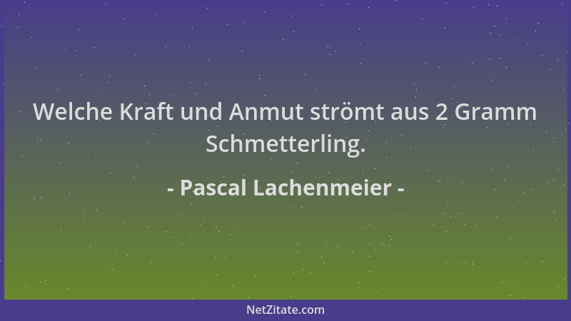 Pascal Lachenmeier - Welche Kraft und Anmut strömt aus 2 Gramm Schmetterling....