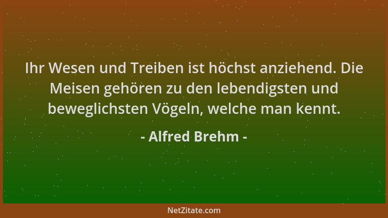 Alfred Brehm - Ihr Wesen und Treiben ist höchst anziehend. Die Meisen gehören zu den lebendigsten und beweglichsten Vögeln,...