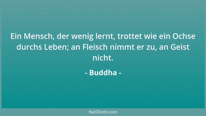 Buddha - Ein Mensch, der wenig lernt, trottet wie ein Ochse durchs Leben; an Fleisch nimmt er zu, an Geist nicht....