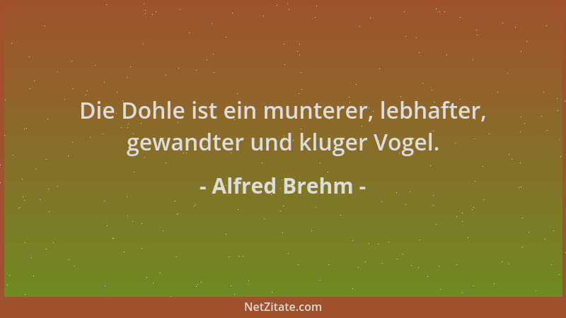 Alfred Brehm - Die Dohle ist ein munterer, lebhafter, gewandter und kluger Vogel....