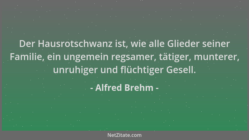 Alfred Brehm - Der Hausrotschwanz ist, wie alle Glieder seiner Familie, ein ungemein regsamer, tätiger, munterer, unruhiger...