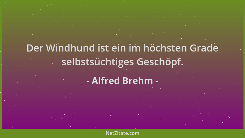 Alfred Brehm - Der Windhund ist ein im höchsten Grade selbstsüchtiges Geschöpf....