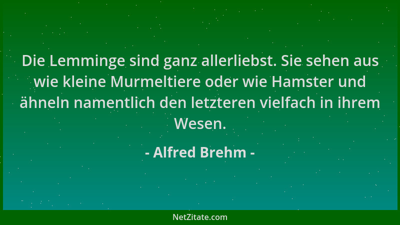 Alfred Brehm - Die Lemminge sind ganz allerliebst. Sie sehen aus wie kleine Murmeltiere oder wie Hamster und ähneln namentl...