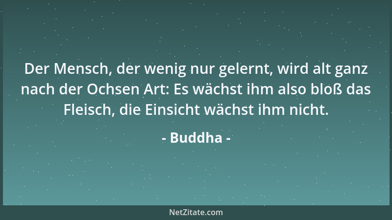 Buddha - Der Mensch, der wenig nur gelernt, wird alt ganz nach der Ochsen Art: Es wächst ihm also bloß das Fleisch, die Ein...