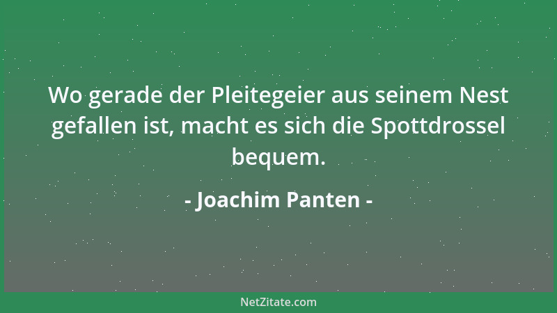 Joachim Panten - Wo gerade der Pleitegeier aus seinem Nest gefallen ist, macht es sich die Spottdrossel bequem....