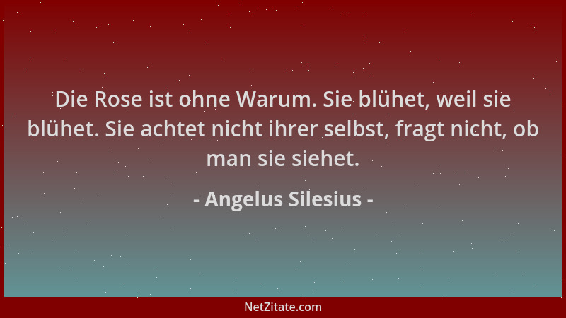 Angelus Silesius - Die Rose ist ohne Warum. Sie blühet, weil sie blühet. Sie achtet nicht ihrer selbst, fragt nicht, ob man...