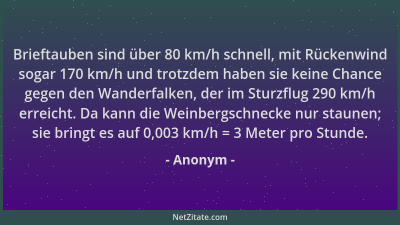 Anonym - Brieftauben sind über 80 km/h schnell, mit Rückenwind sogar 170 km/h und trotzdem haben sie keine Chance gegen den...