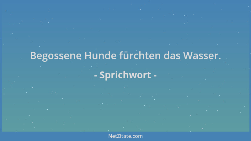 Sprichwort - Begossene Hunde fürchten das Wasser....