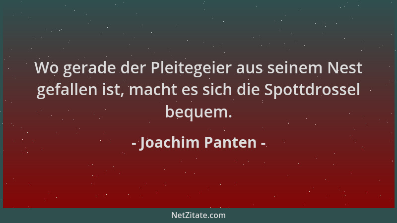 Joachim Panten - Wo gerade der Pleitegeier aus seinem Nest gefallen ist, macht es sich die Spottdrossel bequem....