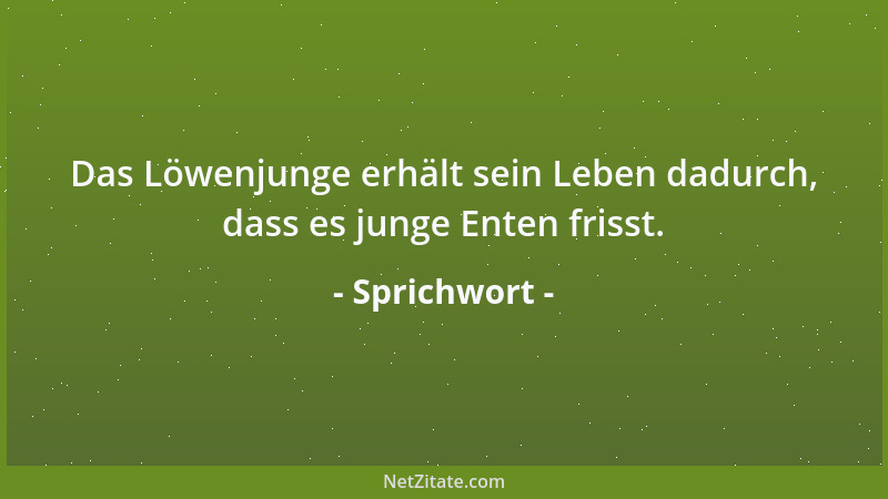 Sprichwort - Das Löwenjunge erhält sein Leben dadurch, dass es junge Enten frisst....