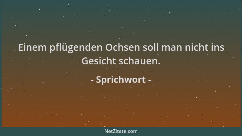 Sprichwort - Einem pflügenden Ochsen soll man nicht ins Gesicht schauen....