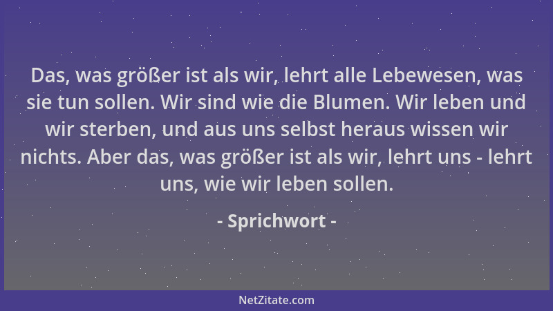 Sprichwort - Das, was größer ist als wir, lehrt alle Lebewesen, was sie tun sollen. Wir sind wie die Blumen. Wir leben und...