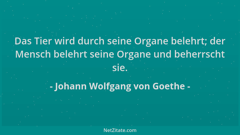Johann Wolfgang von Goethe - Das Tier wird durch seine Organe belehrt; der Mensch belehrt seine Organe und beherrscht sie....