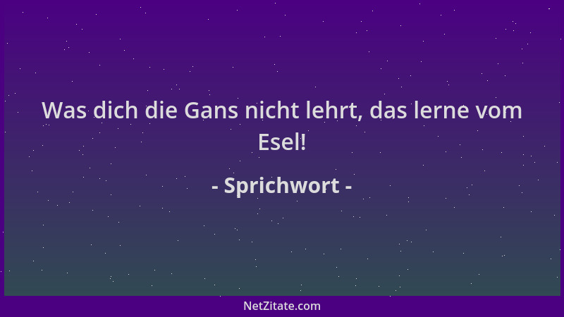 Sprichwort - Was dich die Gans nicht lehrt, das lerne vom Esel!...